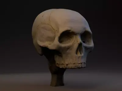 Photogrammetry Realistic Skull 8k 3D model