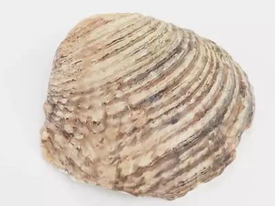 Shell Light - Realistic Cockle Seashell 3D model