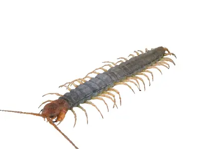  CENTIPEDE SCOLOPENDRA INSECT BEETLE 