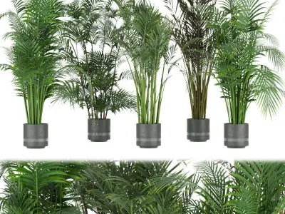 Collection plant indoor vol 5 3D Model Pack