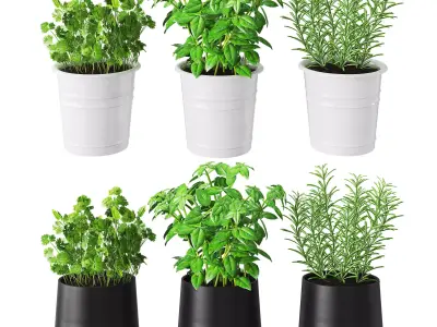 Kitchen herbs 3D model