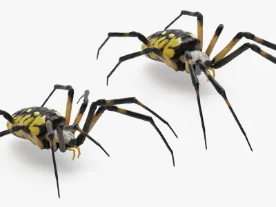 Argiope Aurantia or Yellow Garden Spider Rigged for Maya 