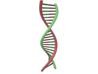 DNA Molecule v1 003 Low-poly 3D model