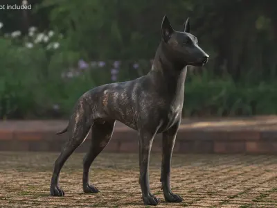  Dog Dutch Shepherd 