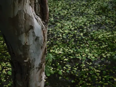 Tropical Forest Low-poly 3D model