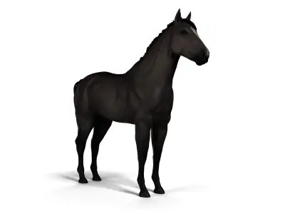  Full Female Horse Anatomy Static 