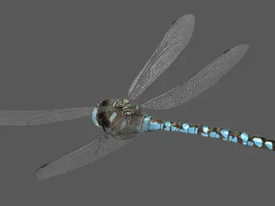  Dragonfly Paddle-tailed Darner 