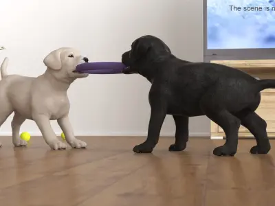  Labrador Puppies Playing with Dog Toy 