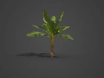 2021 PBR Banana Collection - Musa Paradisiaca  3D model