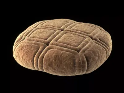 Acacia Pollen Grain 3D model