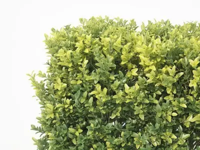 Buxus Sempervirens Nr7 Cubes 3D model
