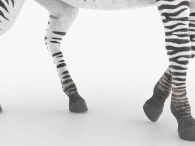  Zebra Wildlife Animal Animated Fur Rigged For Blender Collection 