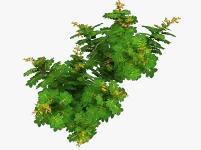 Cassia Angustifolia Low-poly 3D model