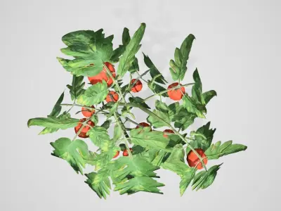 Tomato bush Low-poly 3D model