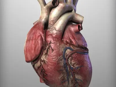 3d human heart 3D model