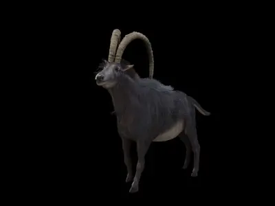 Sable Antelope - Rigged 3D model