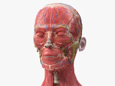  Female Anatomy Head 