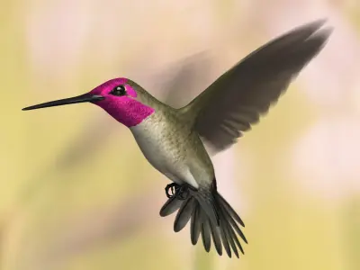  Anna's Hummingbird (Animated) 