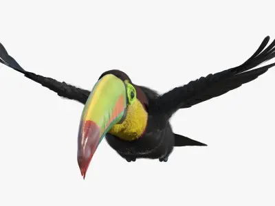  Flying Keel Billed Toucan Fur for Cinema 4D 