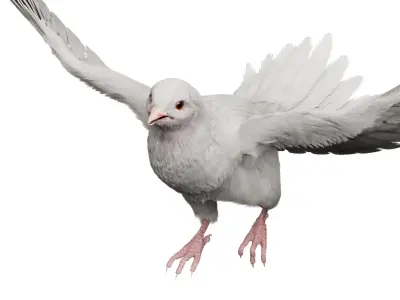  White Dove Fur Animated Rigged 3D 