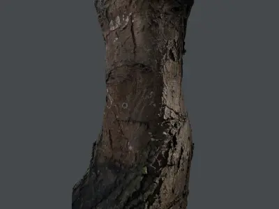 Tree trunk detail 3D model