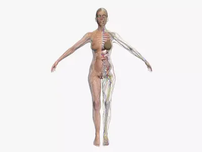 Full Female Body Anatomy 3DSmax 3D model