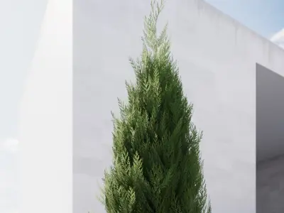 Conifer tree 3D model
