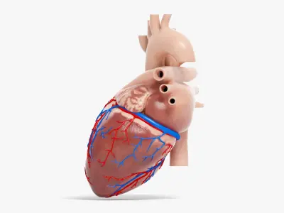  Human Heart Animated (Pro Version) 