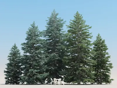  5 Abies Pinsapo Trees with snow 