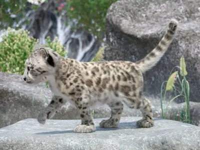  Snow Leopard Cub in Walking Pose Fur for Maya 