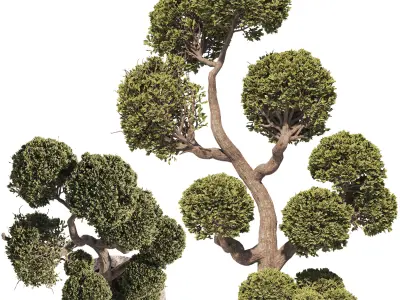 Garden Tree And Bush 01 3D model