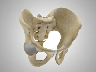 Female and Male Pelvis 3D model