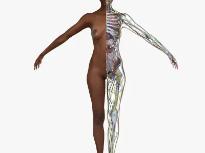 Full Body African American Anatomy Collection 3D model