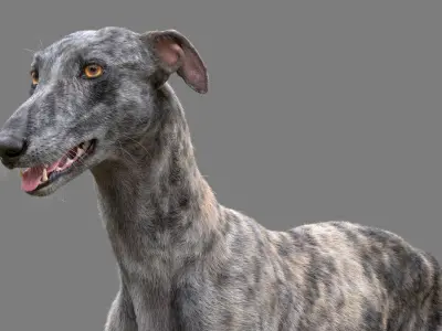  Greyhound Fur Animated Collection 
