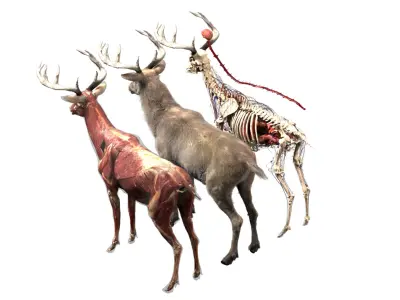  Deer Anatomy 