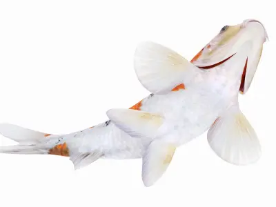  Koi Fish 1 (Animated) 
