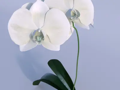Orchid in pot 3D model