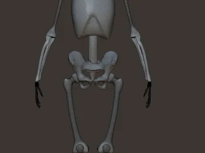 Skeleton Free low-poly 3D model