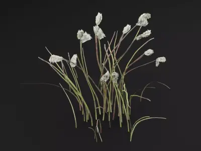 Eriophorum Plant Low-poly 3D model purchase
