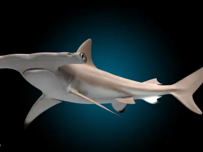  Hammerhead Shark 