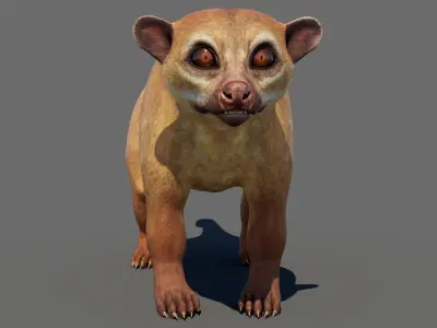  Kinkajou 3D 