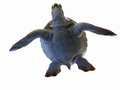  Green Sea Turtle Anatomy 