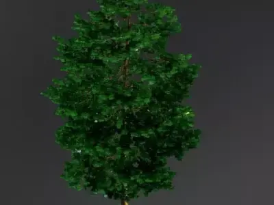 Tall Tree 3D model purchase