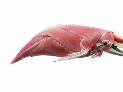  Bottlenose Dolphin Anatomy 