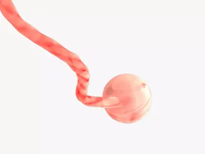 2 Weeks Human Fetus Low-poly 3D model