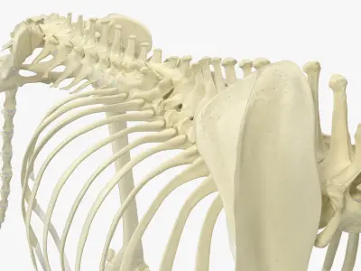  Dog with Skeletal Anatomy Collection 