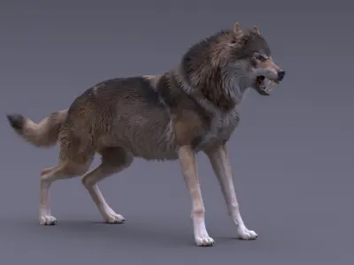  Gray Wolf Rigged 