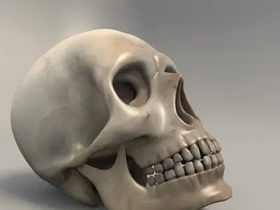 Skull human 3D model