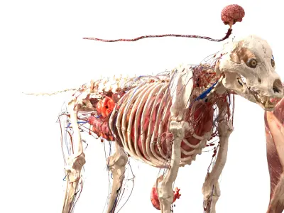  Shepherd Dog Anatomy 