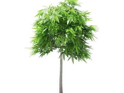 Mango Tree 3D model